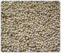 Sorghum