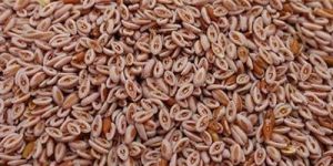 Psyllium Seeds