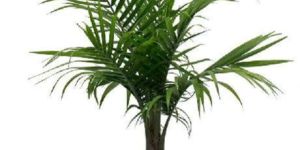 Palm Plant