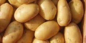 Potato