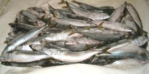 Frozen Mackerel Fish