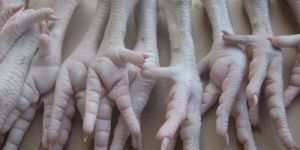 GRADE a FROZEN CHICKEN FEET AVAILABLE FOR SHIPMENT WORLDWIDE
