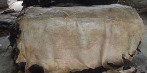 Wet Salted Donkey Hides