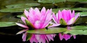 Fresh Lotus Flowers