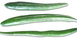 Fresh Snake Gourd