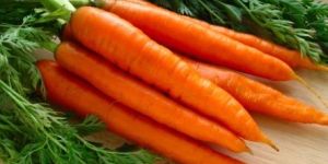 Fresh Carrot